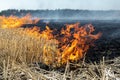 Wildfire on wheat field stubble after harvesting near forest. Burning dry grass meadow due arid climate change hot Royalty Free Stock Photo