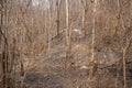 Traces of a forest fire where the trees were burned in the dry air. Forest fire problems that occur during the summer in Thailand. Royalty Free Stock Photo