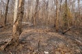 Traces of a forest fire where the trees were burned in the dry air. Forest fire problems that occur during the summer in Thailand. Royalty Free Stock Photo