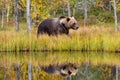 Wildflife photo of large brown bear Ursus arctos Royalty Free Stock Photo