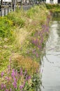 Wildflower abundance in a Rotterdam marina