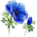 Wildflower Anemone flower in a watercolor style isolated.