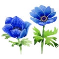 Wildflower Anemone flower in a watercolor style isolated.