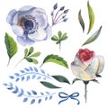 Wildflower anemone flower in a watercolor style isolated.