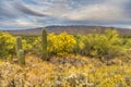 Wildflower Arizona Desert Landscape With Saguaro Cactus Royalty Free Stock Photo