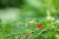 Wildflower background