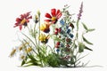 Wildflower Background. Artwork, Artist. Isolated on white background.