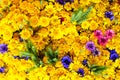 Wildflower background with yellow daisies, blue, pink and purple cornflowers and ears of rye