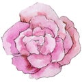 Wildflower begonia flower in a watercolor style isolated.