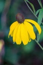 Wildflower Black-eyed Susan, Rudbeckia hirta Royalty Free Stock Photo