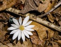 Wildflower Bloodroot - Sanguinaria Canadensis Royalty Free Stock Photo