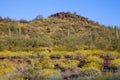 Desert Spring Royalty Free Stock Photo