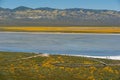 Wildflower bloom at Carrizo Plain National Monument Royalty Free Stock Photo