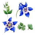 Wildflower Blue aquilegia flower in a watercolor style isolated.