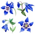 Wildflower Blue aquilegia flower in a watercolor style isolated.