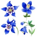 Wildflower Blue aquilegia flower in a watercolor style isolated.