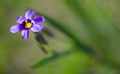 Wildflower Blue-eyed Grass, Sisyrinchium bellum Royalty Free Stock Photo