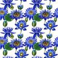 Wildflower blue lotus flower pattern in a watercolor style isolated.