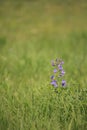 Wildflower - blue wild-indigo Royalty Free Stock Photo