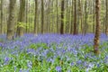 Wildflower bluebells forest