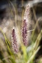 Wildflower Blur