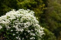 Wildflower bushes of Sweet autumn clematis