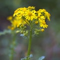 Southern Ragwort Wildflower - Packera anonyma