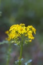 Southern Ragwort Wildflower - Packera anonyma