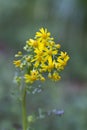 Southern Ragwort Wildflower - Packera anonyma