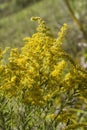 Tall Goldenrod Wildflowers - Solidago altissima