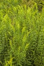 Tall Goldenrod Wildflowers - Solidago altissima