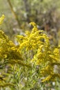 Tall Goldenrod Wildflowers - Solidago altissima