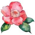 Wildflower camellia flower in a watercolor style isolated.