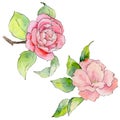 Wildflower camellia flower in a watercolor style isolated.