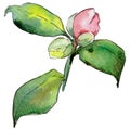 Wildflower camellia flower in a watercolor style isolated.