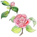 Wildflower camellia flower in a watercolor style isolated.