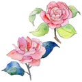 Wildflower camellia flower in a watercolor style isolated.