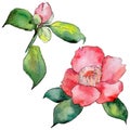 Wildflower camellia flower in a watercolor style isolated.