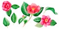 Wildflower Camellia Japanese flower in a watercolor style isolated.