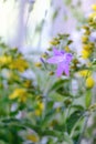 Wildflower campanula closeup