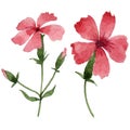 Wildflower carnation flower in a watercolor style isolated.