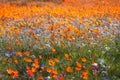Wildflower carpet Royalty Free Stock Photo