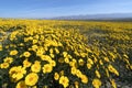 Wildflower in Carrizo Plain