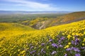 Wildflower in Carrizo Plain National Monument Royalty Free Stock Photo