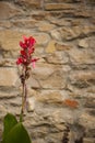 Wildflower castilleja against an old brick construction