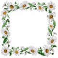 Wildflower chamomile flower frame in a watercolor style isolated.