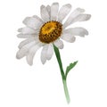 Wildflower chamomile flower in a watercolor style isolated.