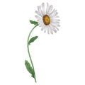 Wildflower chamomile flower in a watercolor style isolated.