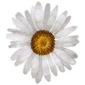 Wildflower chamomile flower in a watercolor style isolated.