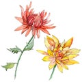 Wildflower chrysantemum flower in a watercolor style isolated.